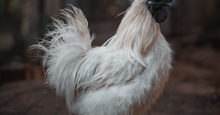 Chickens Without Antibiotics